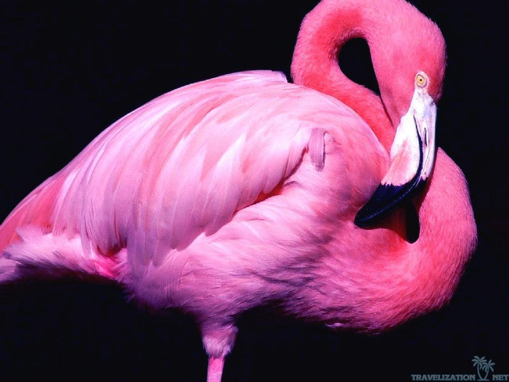 beauty-of-pink-flamingo-animal-wallpapers-1024x768